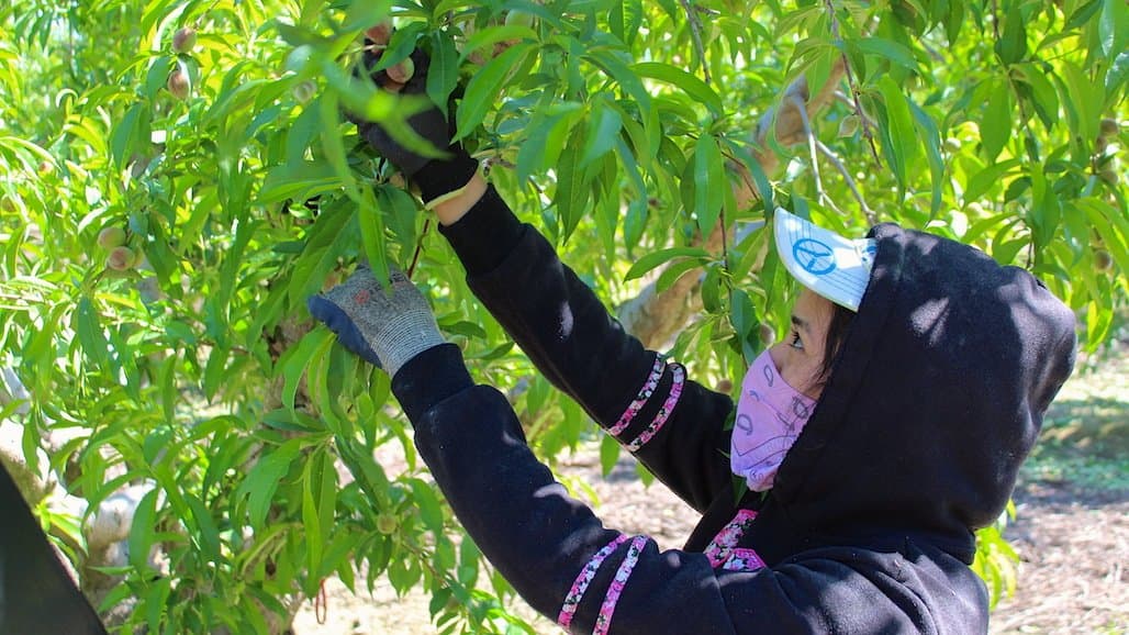 $50 M to Support Farmworkers and Ag Employers, California Receives $4.4 M