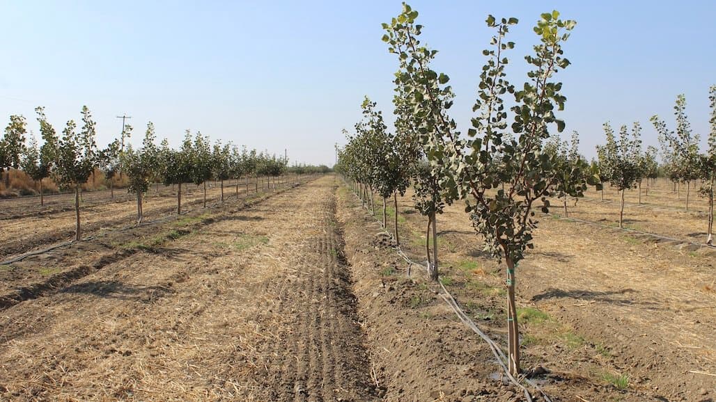 General Irrigation Tips for Young Pistachios