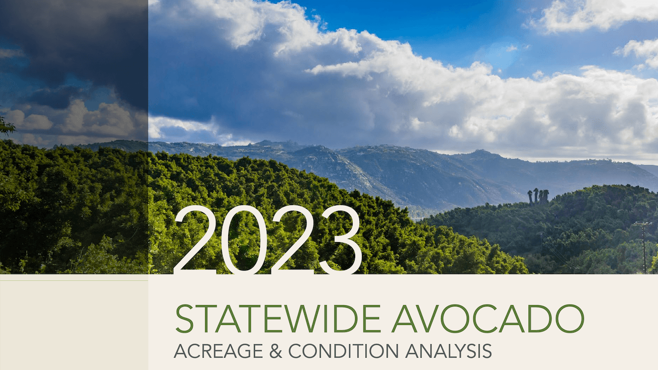 California Avocado Acreage Increases, 2023 Report Available