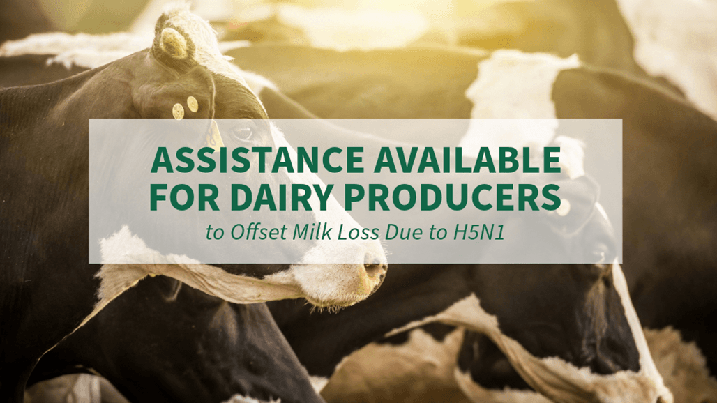 USDA Offers Assistance for Recovery/Prevention of HPAI H5N1 in Dairy Herds