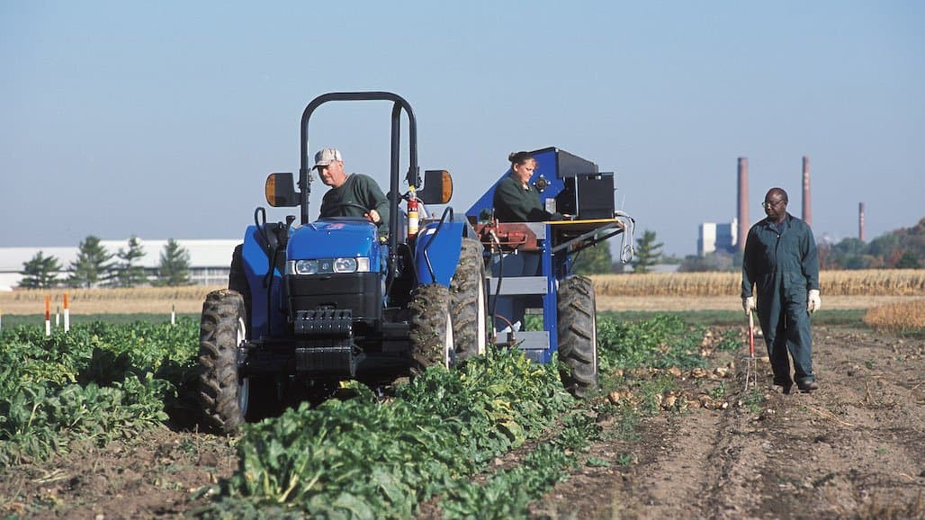 ARS Develops New Disease-Resistance Traits for Sugarbeets