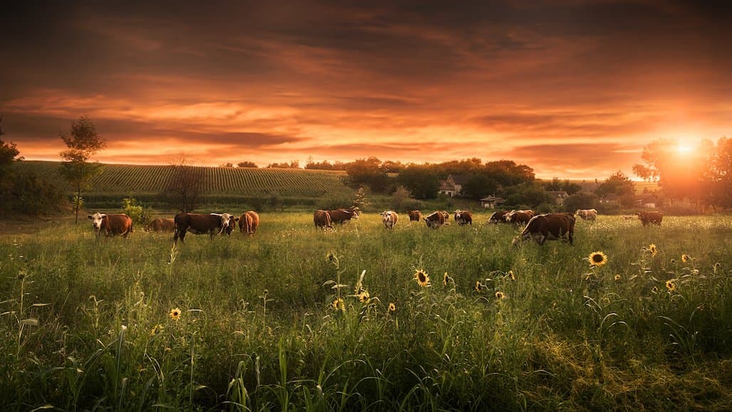 $22M for 29 Projects to Expand Conservation for Livestock Producers