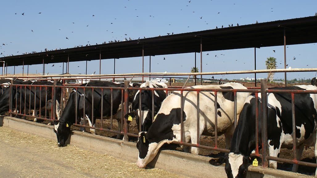USDA to Help Dairy Producers Offset Milk Loss Due to H5N1