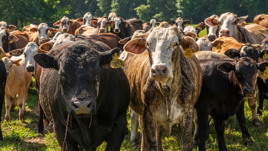 Cindy Tews & Carlos Carillo to Represent CA on National Cattlemen’s Beef Promotion & Research Board