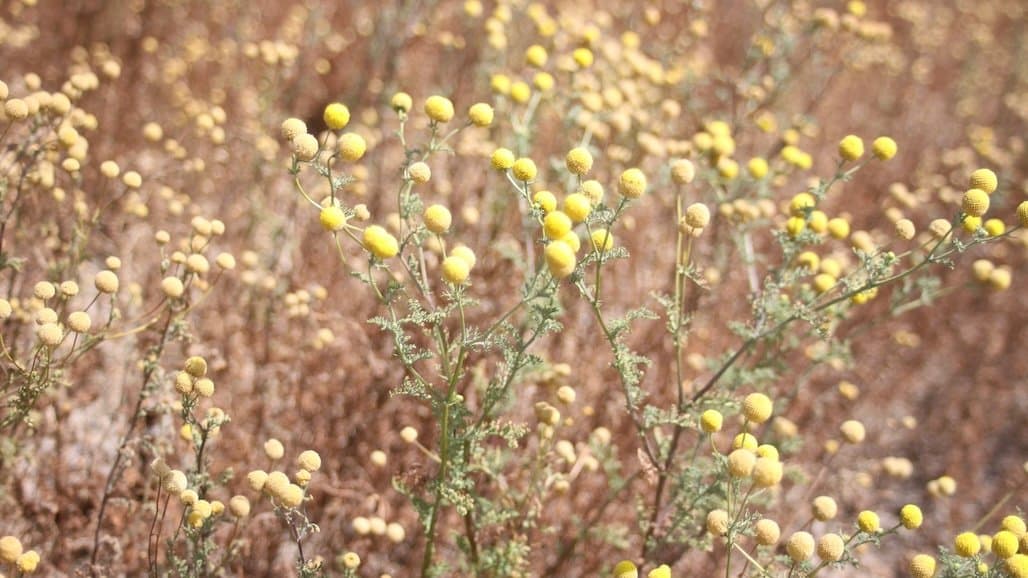 Difficult Weed Stinknet Spreads Across the West