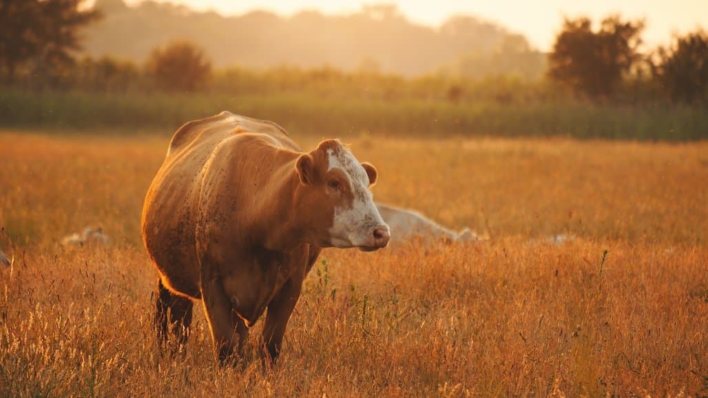 Sweet Molasses Feed Key to Understanding Grazing Behavior in Cattle