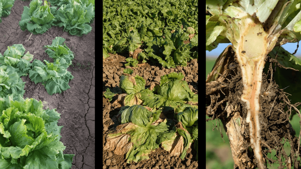 Tolerance of Lettuce Varieties to Fusarium Wilt – 2024