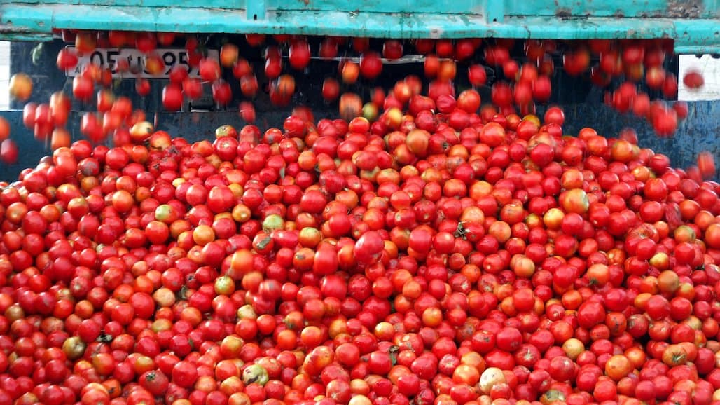 Tomato Processors Expect To Contract 10.2 Million Tons In 2025