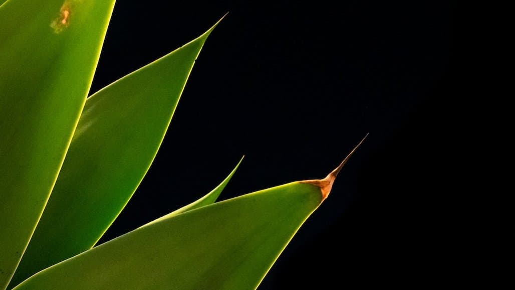 CA Agave Growers Speak Out After Bill Passed Without Opposition