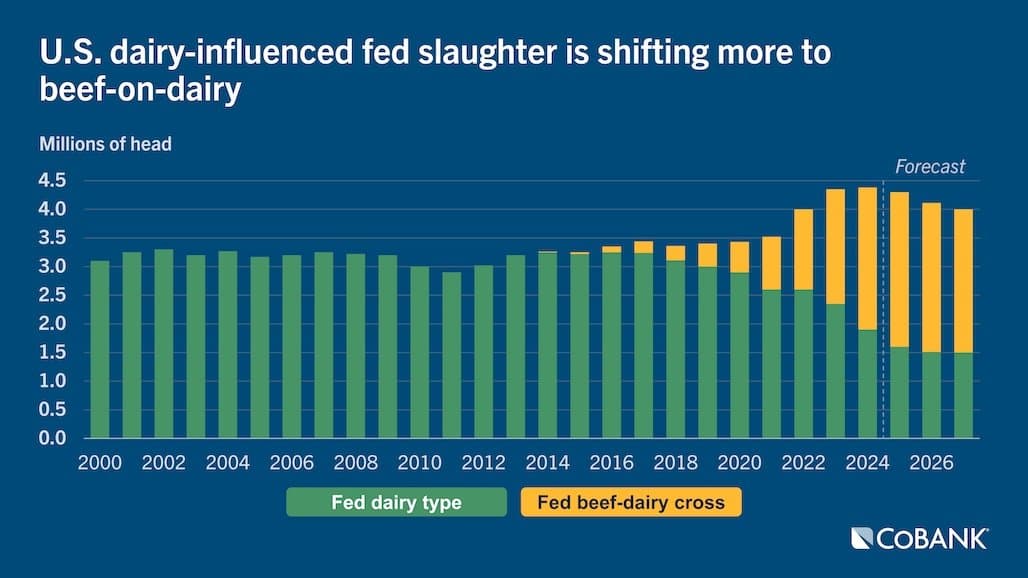 Emerging Data Begins to Quantify Value Beef and Dairy Crossbred Cattle Bring to US Beef Supply Chain