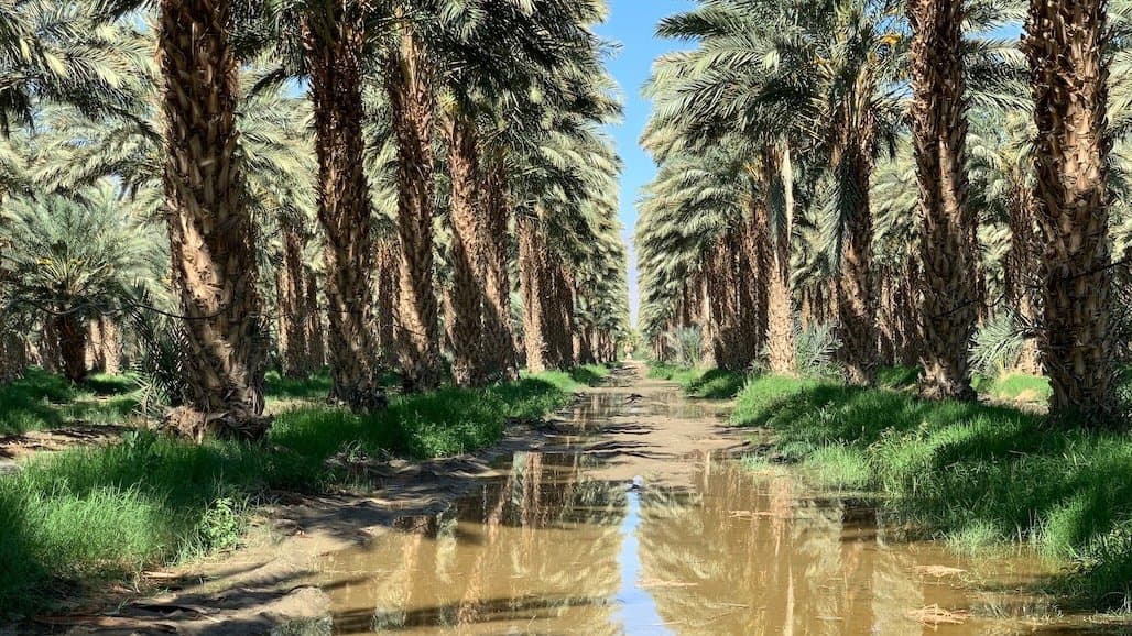 Date Production Workshop Set for April 23 in Palm Desert