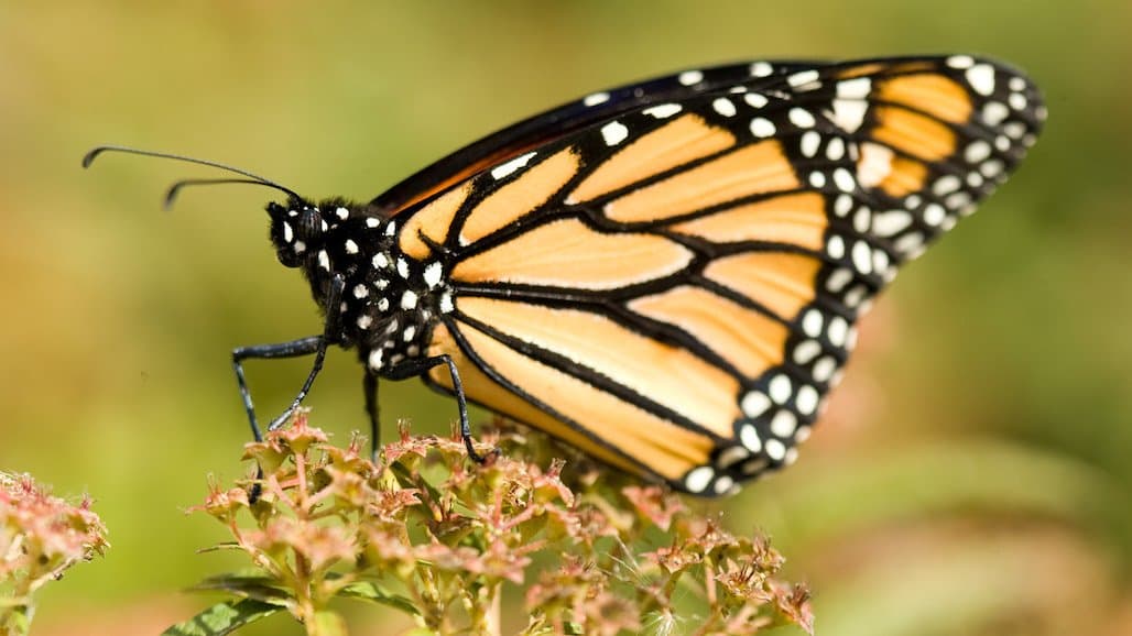 New Resource to Help Farmers Navigate Changing Endangered Species Act Workplan