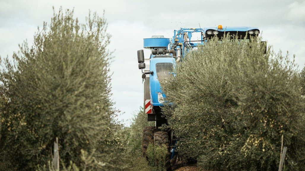 Olive Growers, Enthusiasts Invited to UC Olive Webinar April 4