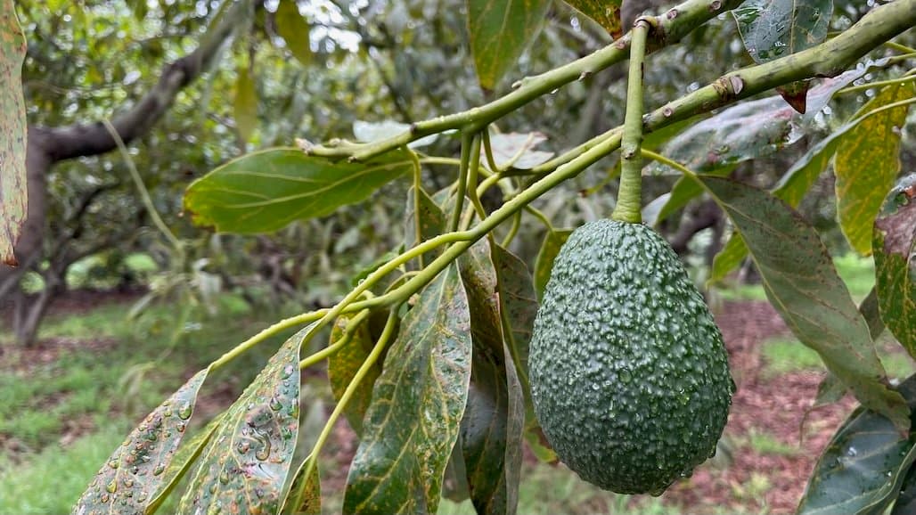 UCCE Comprehensive Avocado Irrigation Workshop, June 17