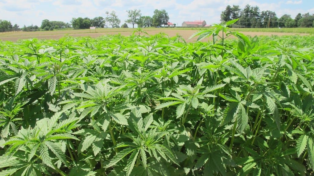 U.S. Industrial Hemp Value Jumps 40% in 2024