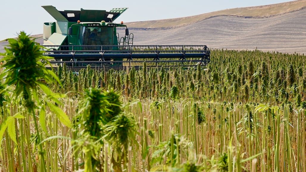 Groundbreaking Nutritional Approach to Malaria Relief with Hemp Seed Oil