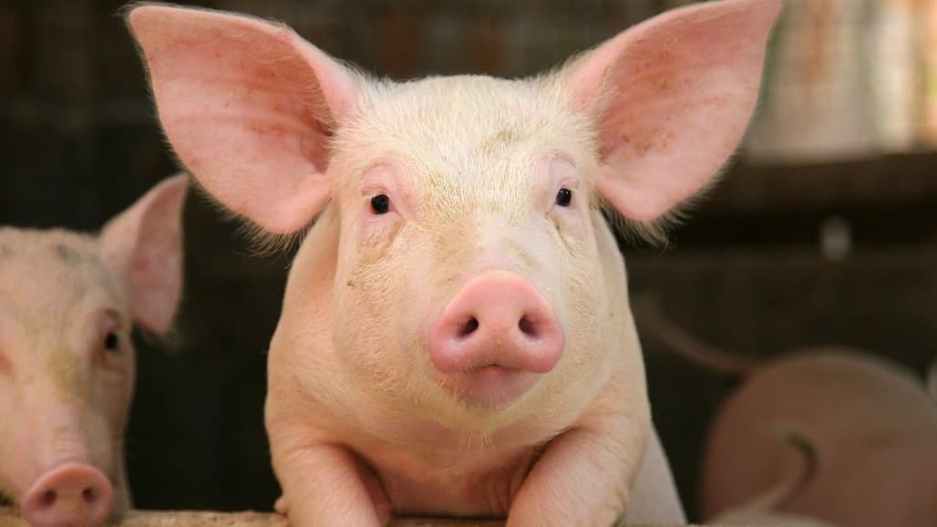 New Pork Campaign and Market Conditions Poised to Revive Domestic Demand