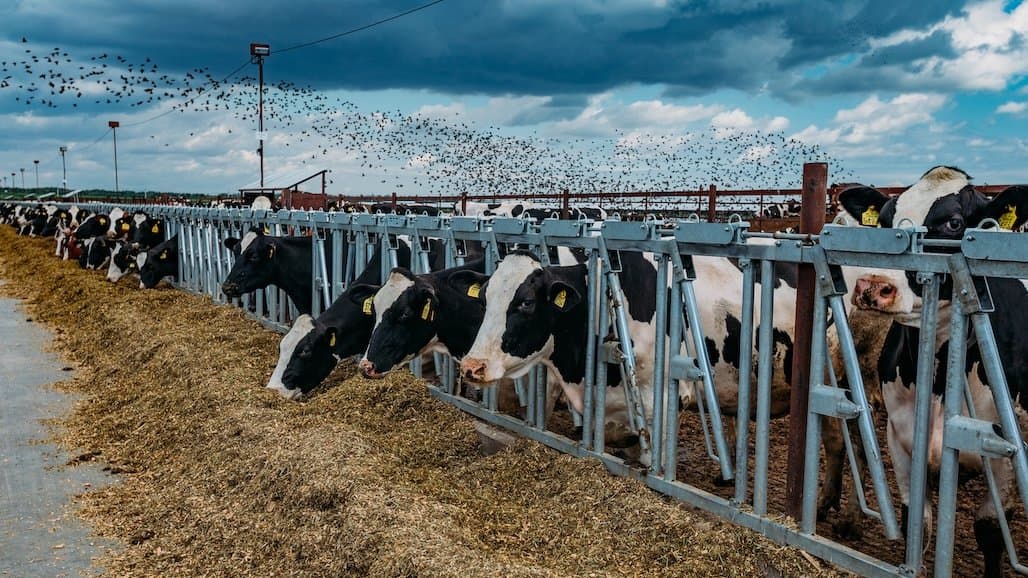 California Dairies Still Struggling with Bird Flu – Why Isn’t it Going Away?