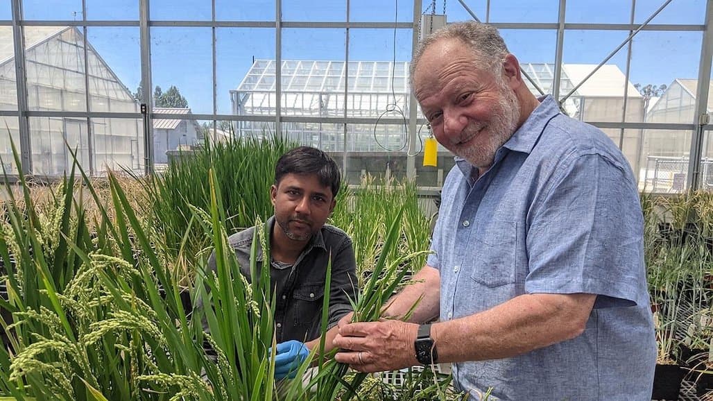Wheat That Makes Its Own Fertilizer