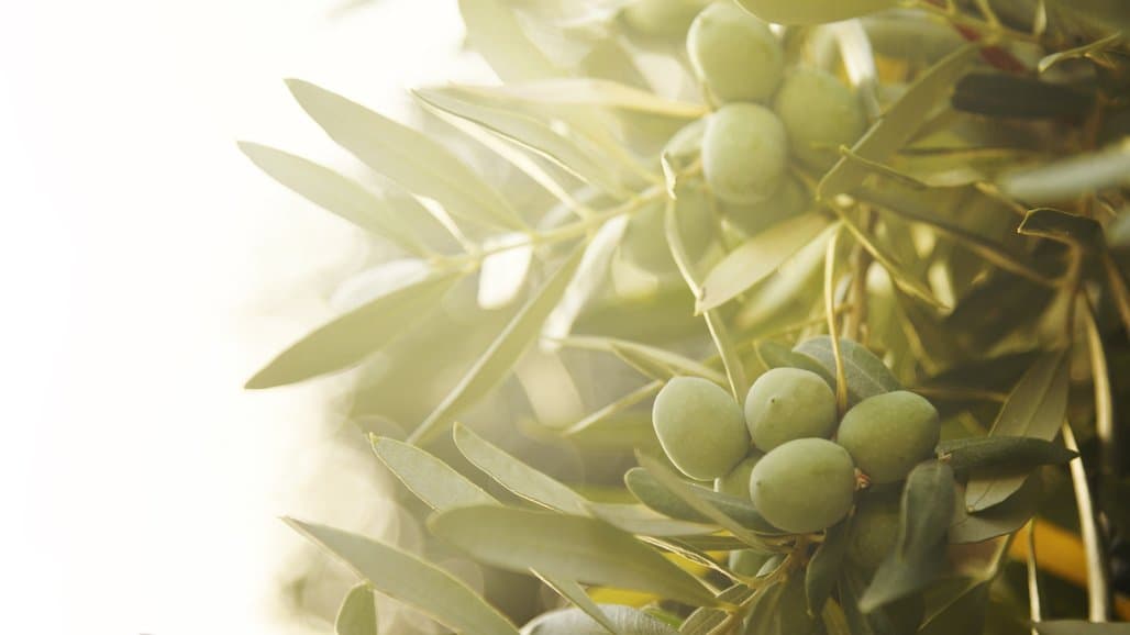 California Olive IPM Workshop, Sept. 18