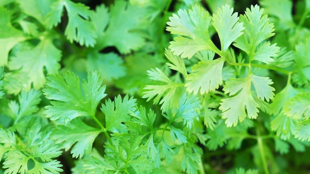 UC Releases Costs of Growing Cilantro, Parsley