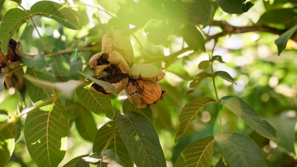 2025 California Walnut Industry Crop Estimate Up from Last Year