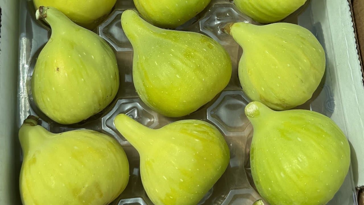 Nation’s Largest Fig Grower Embraces Exciting New Variety