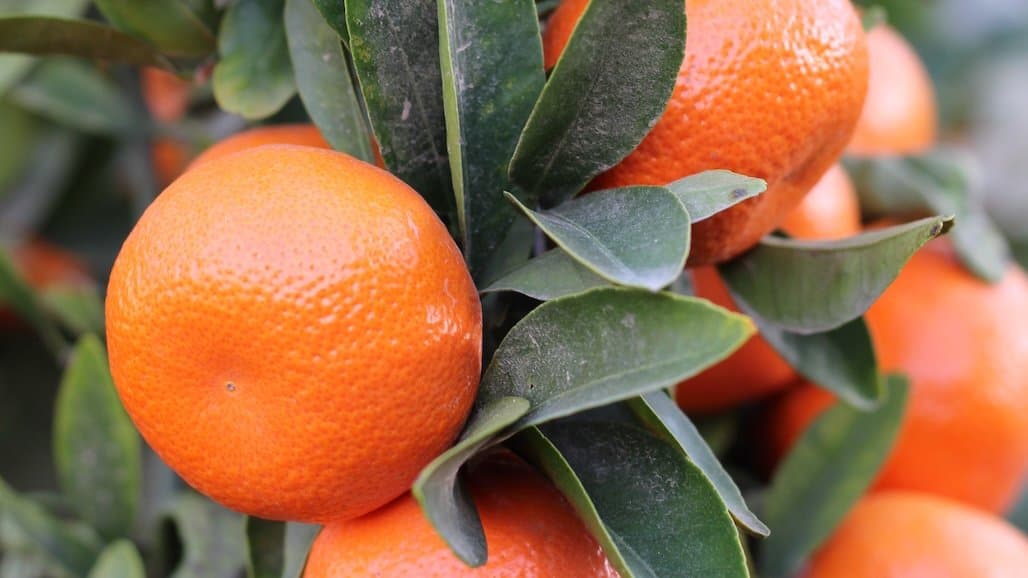 2025-26 California Mandarin Forecast Down Significantly