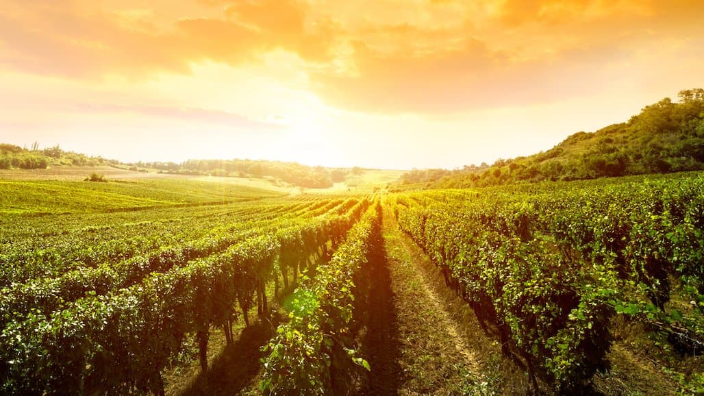 76 North American Restaurants Receive Sonoma County Winegrowers’ Inaugural ‘Magnum Award’