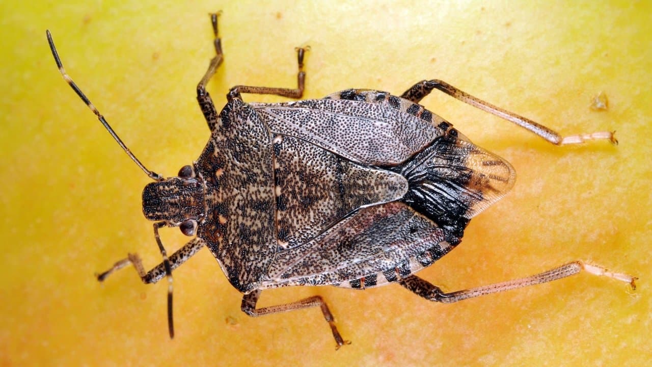 Stink Bugs Foul Up Central Valley Stone Fruit