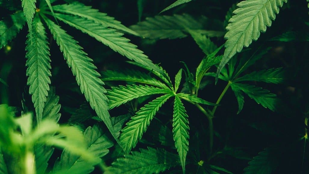 New Research Reveals California Cannabis Cultivation and Regulatory Process Puts Tribal Cultural Resources at Risk