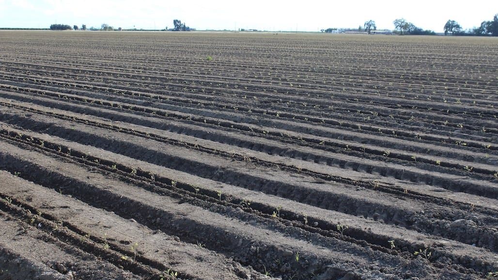 California Plant & Soil Conference to Convene in Visalia this February