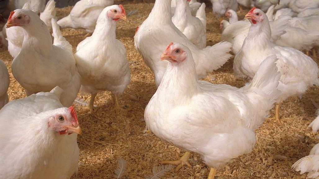 Demand for Chicken Keeps Climbing, Can Broiler Production Keep Pace?
