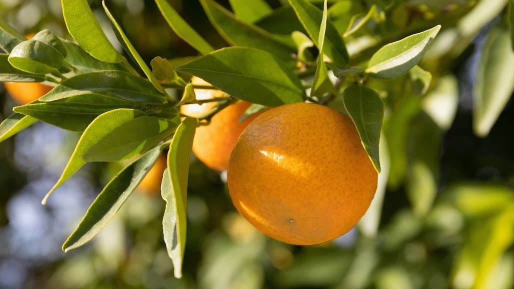 Registration Open for UC Riverside Citrus Day