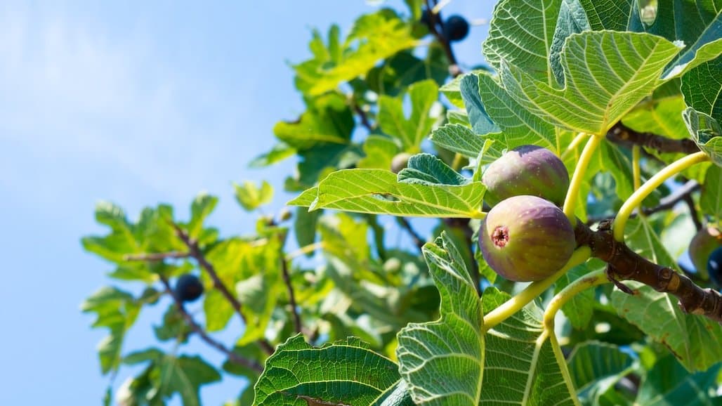 Specialty Crops Acreage Reporting Deadline Approaching