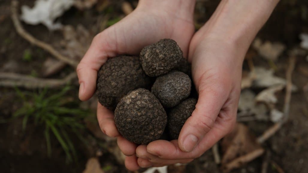 U.S. Truffle Growers to Gather in Sonoma County