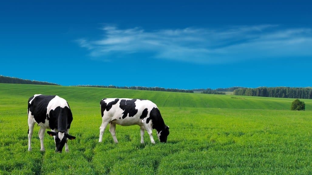U.S. Dairy Testifies on State of Maritime Supply Chain