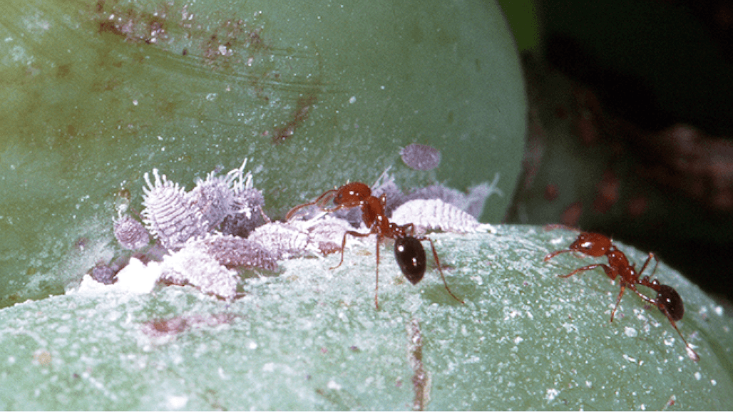 Vine Mealybug Control in California Vineyards