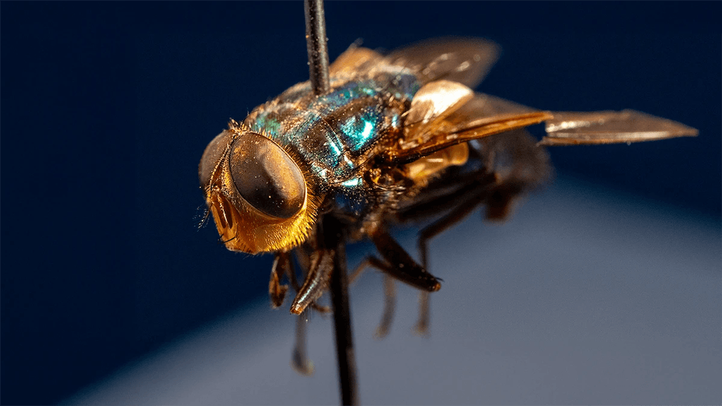 New Sterile Fly Facility Contract Announced