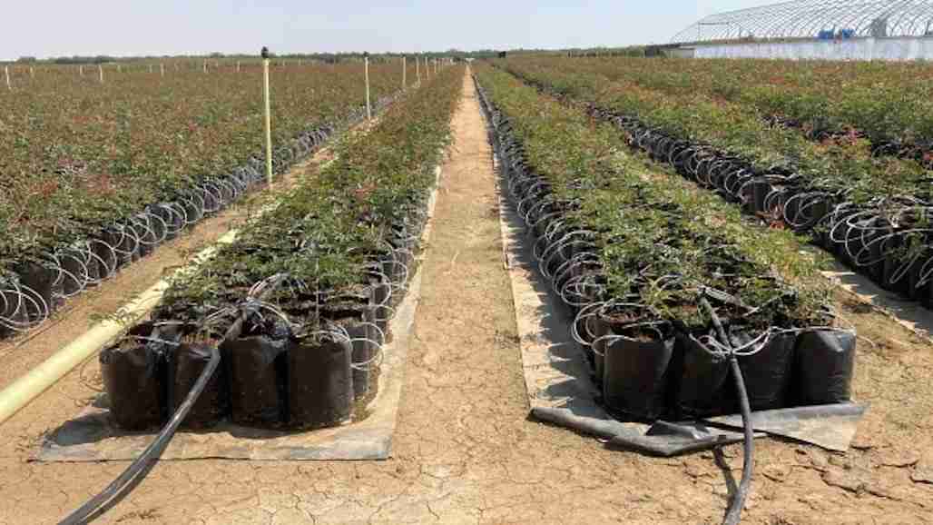 UC ANR Offers Microirrigation School