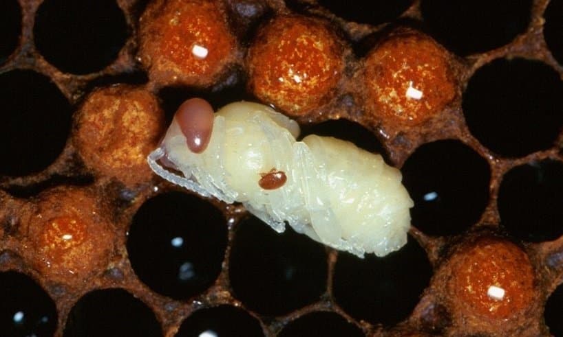 New Pesticides Could Better Control Mite Disease in Honey Bees