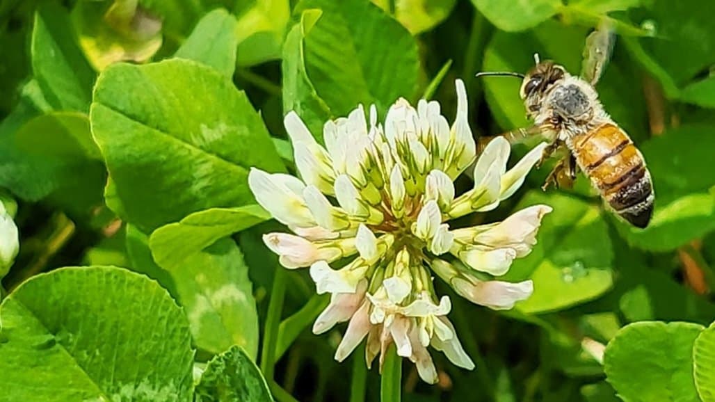 Honey Bees Get Hangry Too