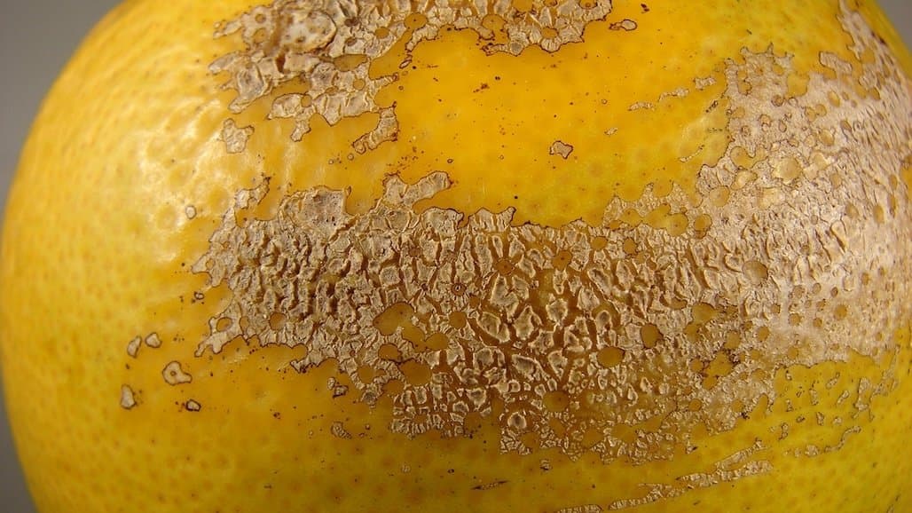 APHIS Expands the Sweet Orange Scab Quarantined Area in California