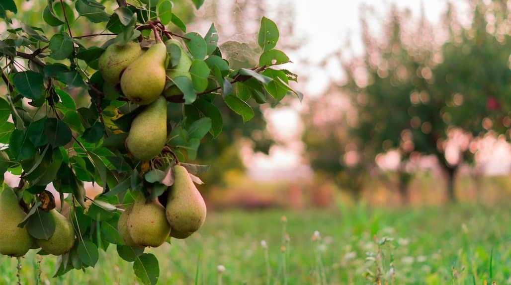 USDA Reopens Acreage Reporting  for Specialty Crop Growers