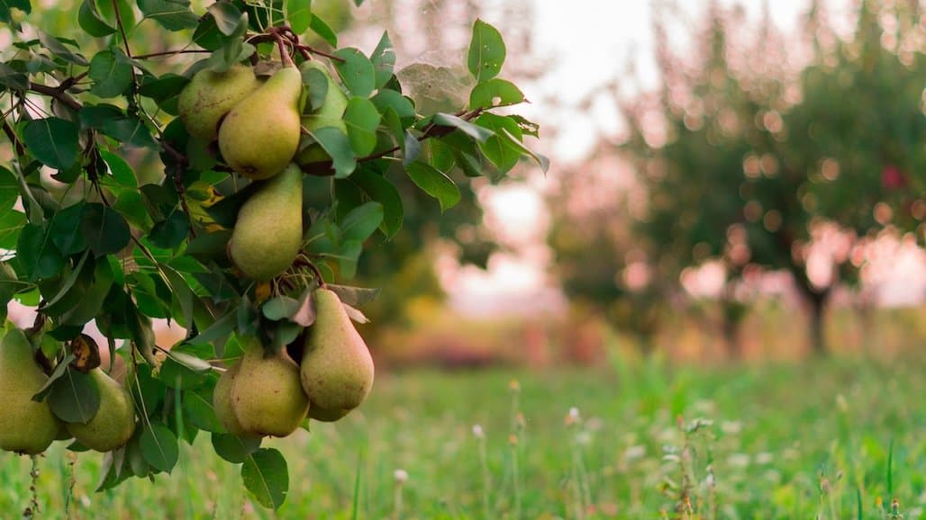 CA Pear Growers Hold Market Stability for 2026 Crop