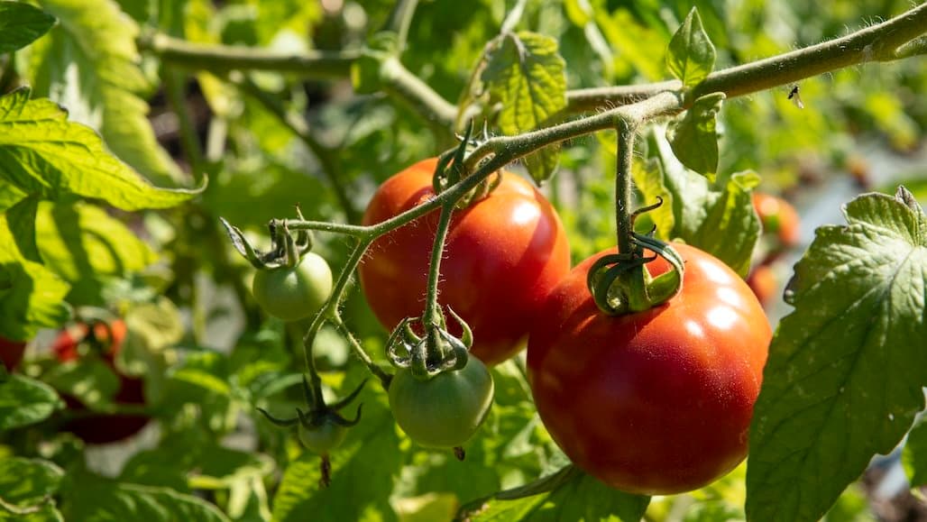 Tomato Industry Taking Steps to Stop Spread of Parasitic Weed