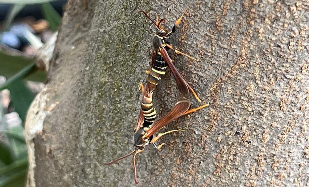 How to Best Manage Lilac Borers in Olive Orchards