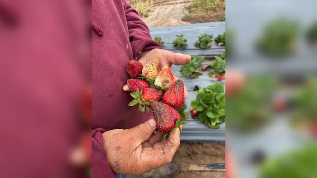 UC ANR: April Showers Bring Ruined Berries
