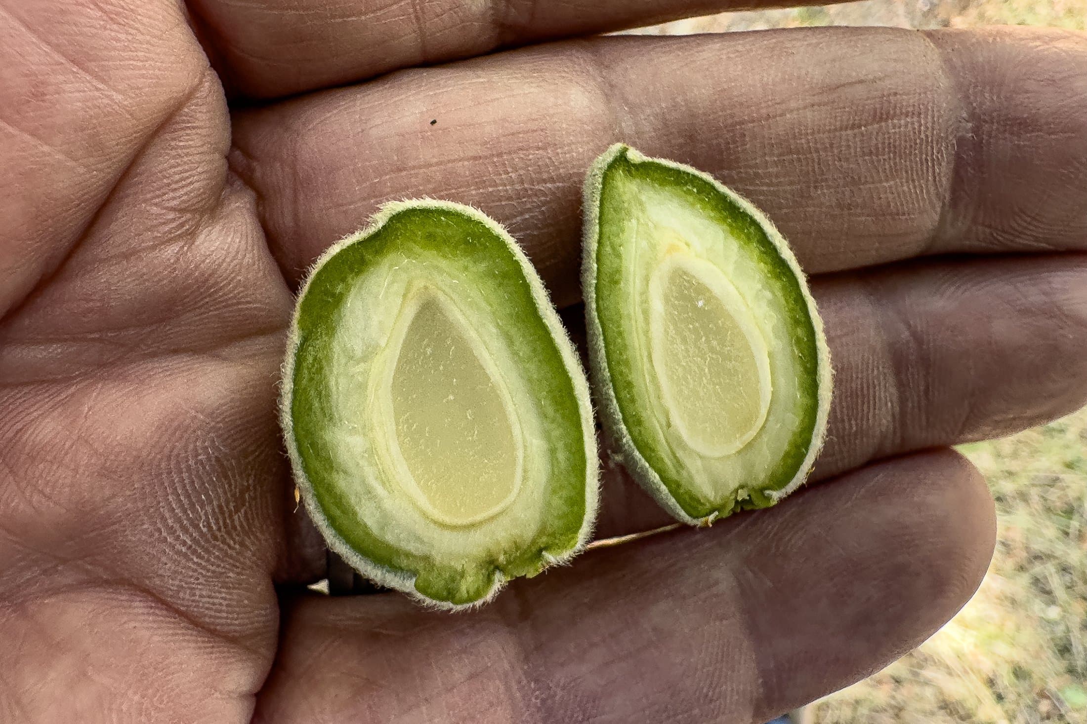 Growers Experience ‘Early and Fast’ Almond Bloom