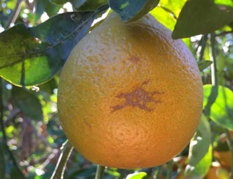 CDFA Expands Orange Scab Quarantine Boundary in La Puente